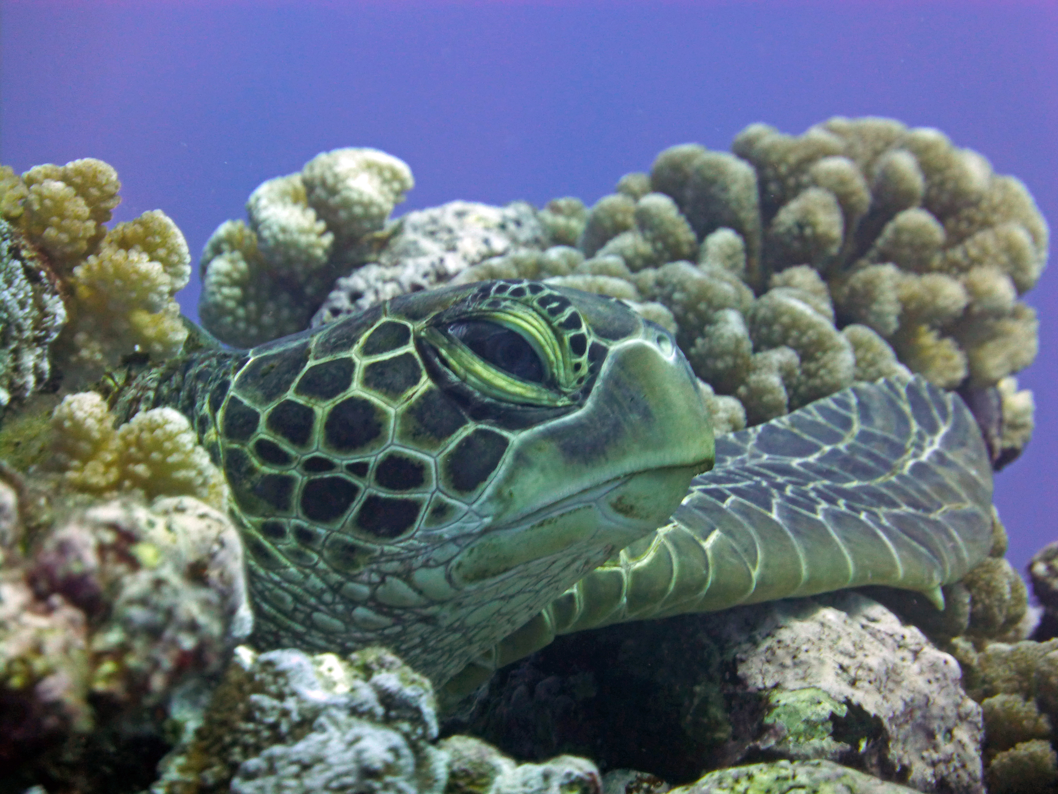Closeup of lounging, young, green sea turtle face 2019.